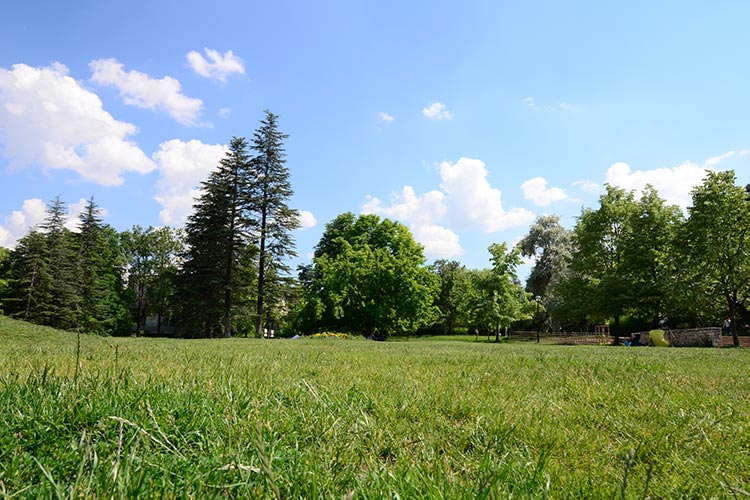 trees-vacant-land-IS-177393886