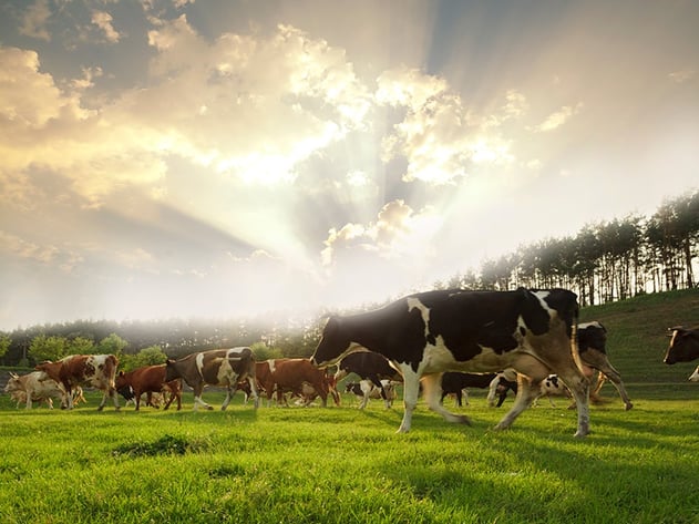 Cows walking on a great piece of 1031 Exchange qualified land