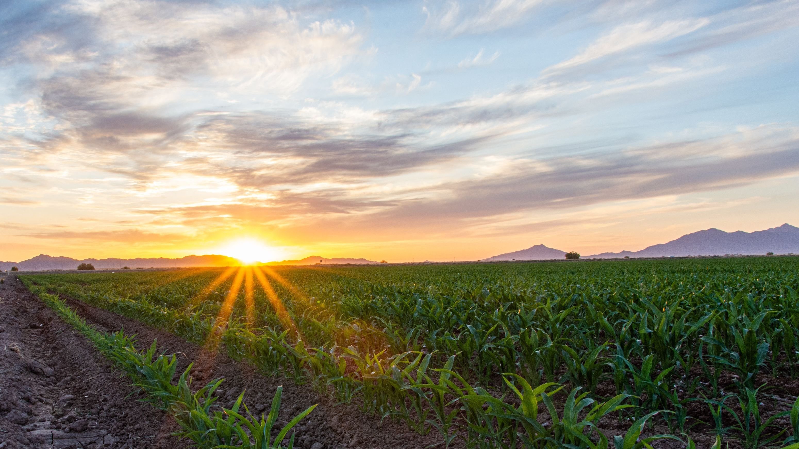 Beautiful sunset over agricultural fields in Maricopa, Arizona.